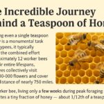 The Incredible Journey Behind a Teaspoon of Honey: Why Every Drop Matters